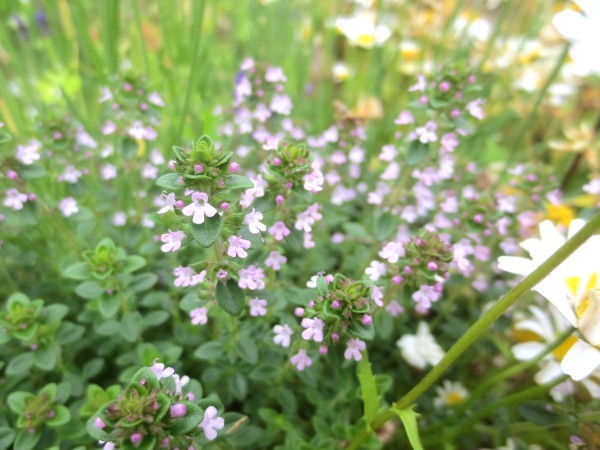 ハーブガーデンタイムの花