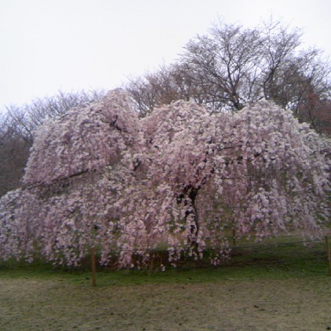 枝垂桜さくらの里