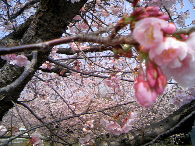 おおかん桜伊豆高原駅周辺