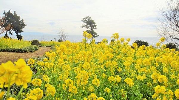 伊豆四季の花公園菜の花