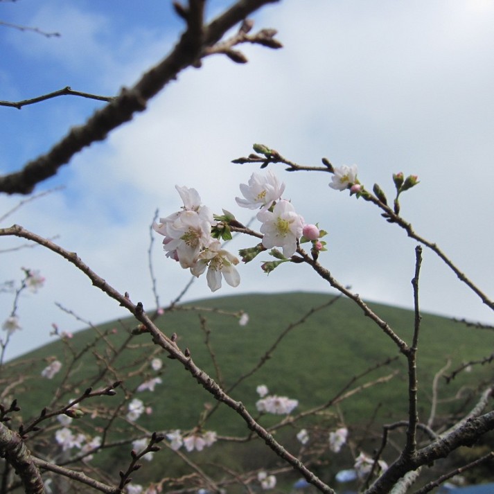 １０月桜