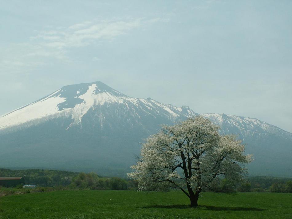 一本桜