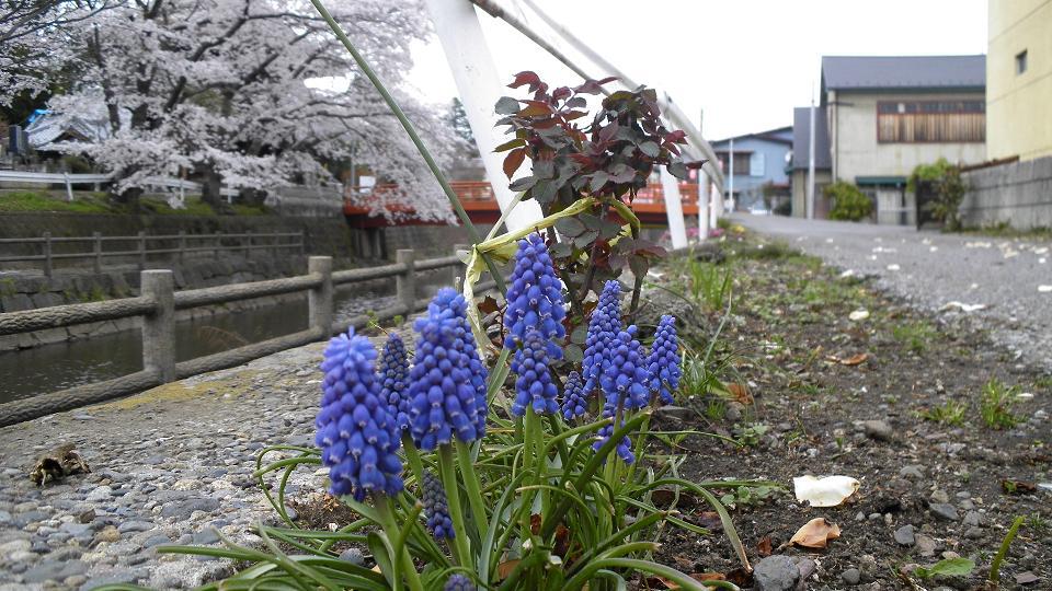 春、裏玄関を出て右