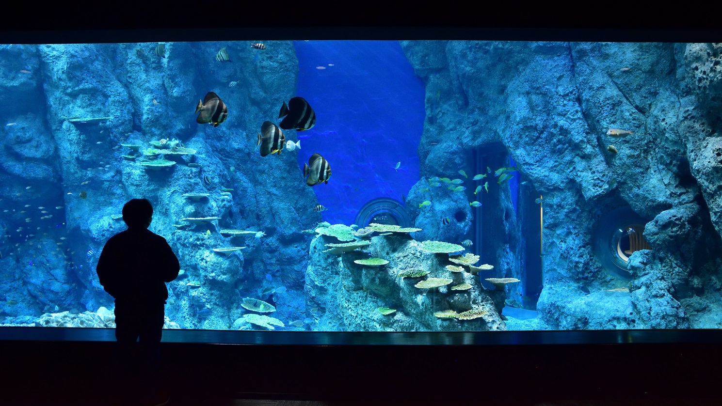 美しい魚たちを見る事が出来ます。足摺海洋館SATOUMI