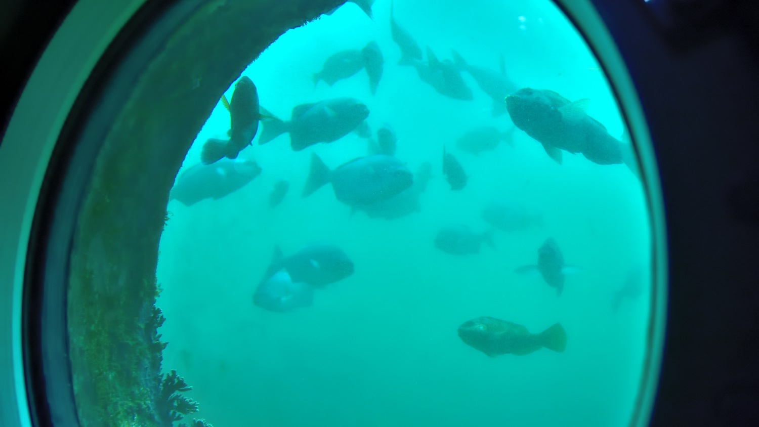 ここに住むたくさんの魚たち足摺海底館