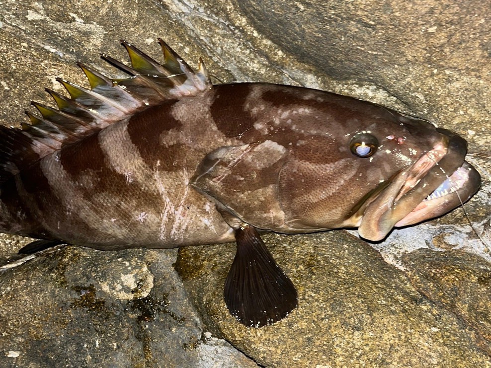 【クエ】料理長自ら釣り上げた黒潮の高級魚！足摺サニーサイドホテルならではの逸品です！