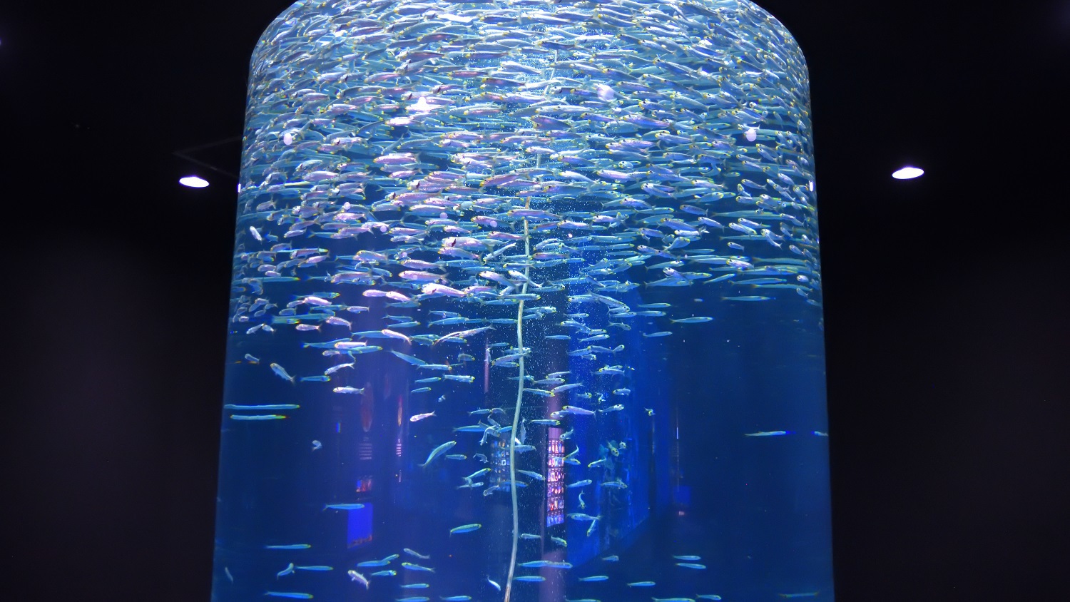 美しい光が反射するイワシの群れ足摺海洋館SATOUMI