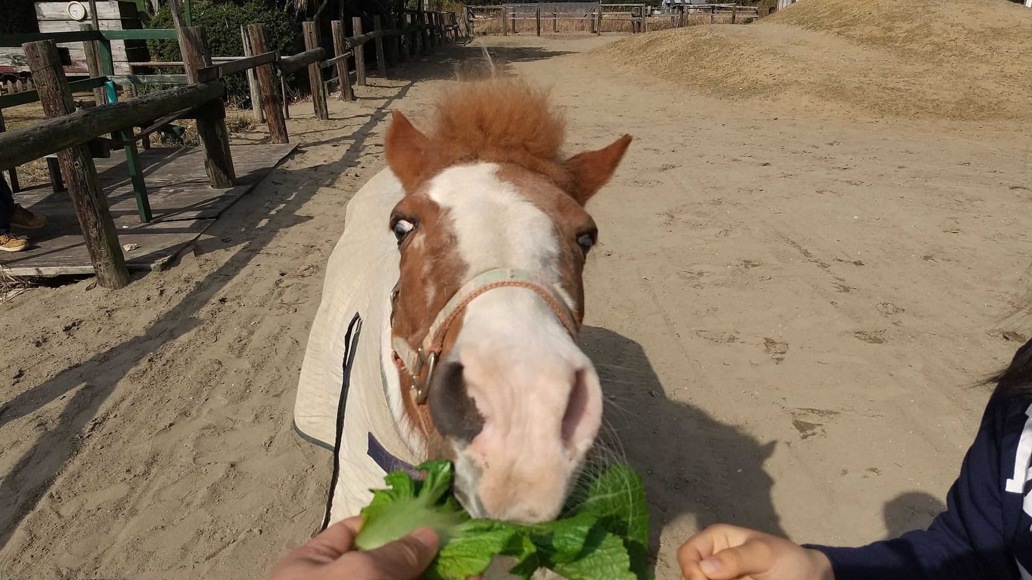 ホースランド ミ・ヴィーダ