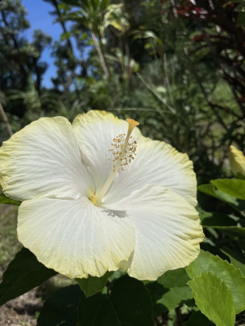 ヴィラウルーの庭に咲く花々