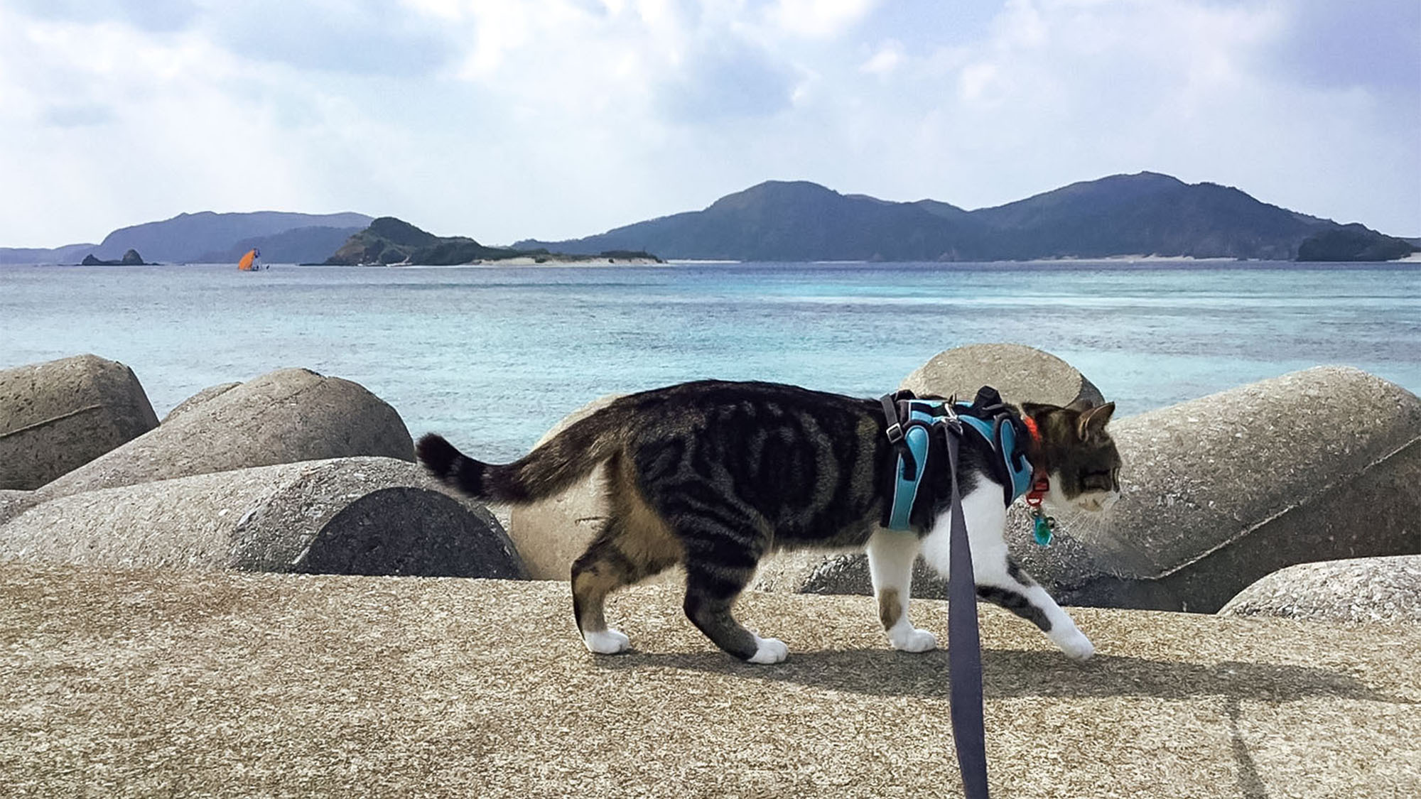 ・ビーチでのお散歩が気持ちいいのは人も猫ちゃんも同じ♪