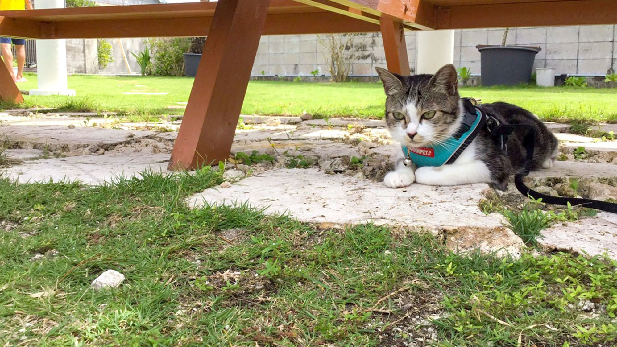 ・かわいい看板猫ちゃんも一緒にお待ちしております