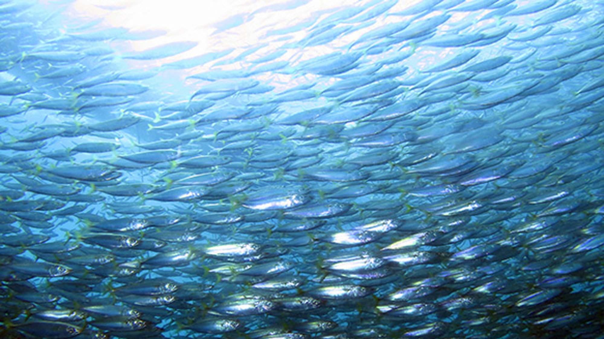 【ダイビング】さまざまな魚たちが華麗な泳ぎを披露する自然いっぱいの海中