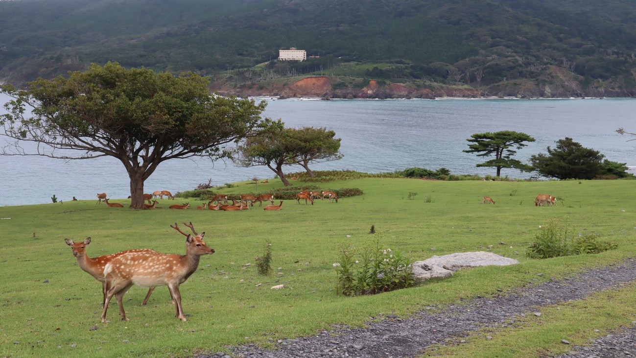 【金華山】金運パワースポット。古くから神の住む島とされ、神の使いとして鹿や猿も保護されている。