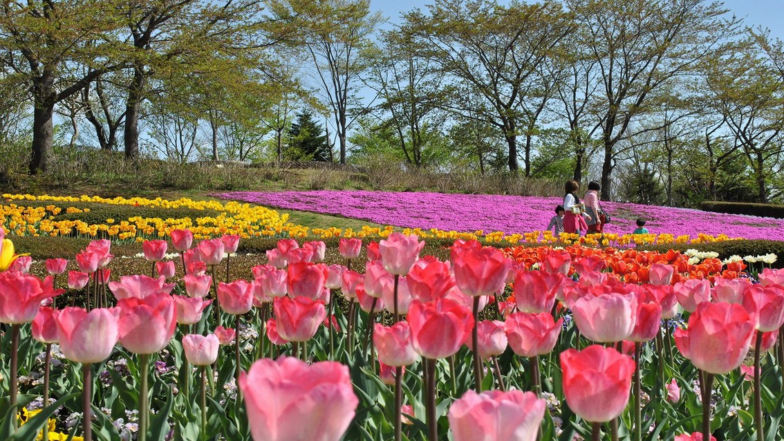 【国営みちのく杜の湖畔公園】春はチューリップが見頃。一面に花が美しく咲き誇る景色は圧巻です。