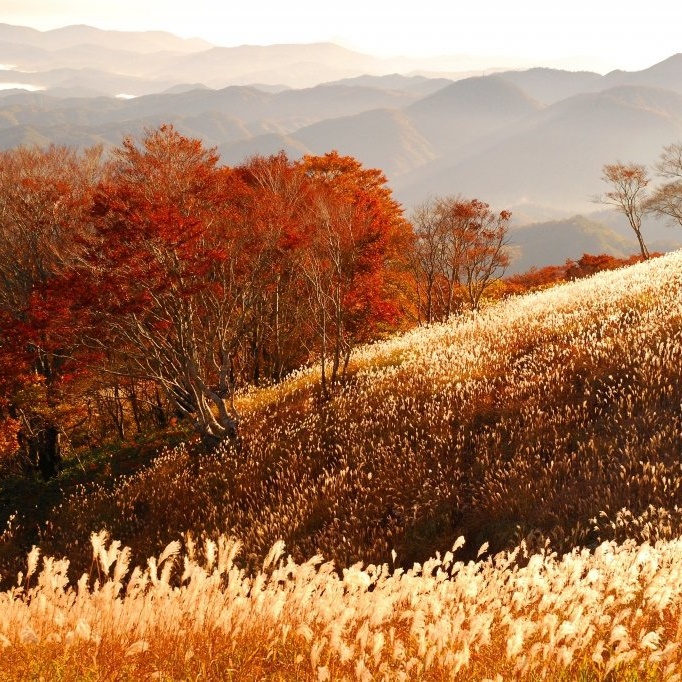 【深入山（秋）】10月下旬〜11月中旬にかけて、「すすき」が見ごろです。（一例）