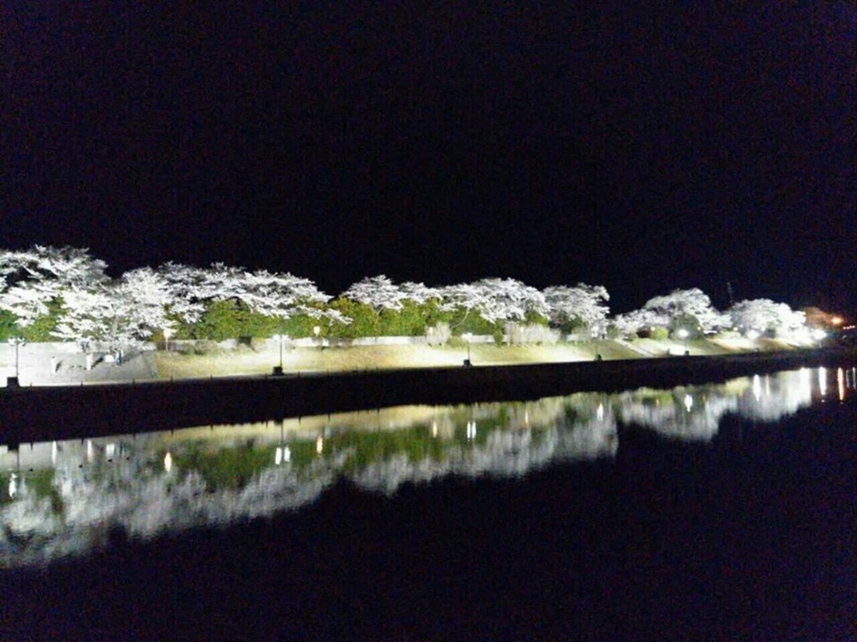 ライトアップされた五十鈴川の桜
