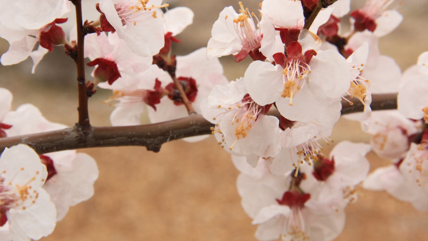 あんずの里アグリパーク（あんずの花）