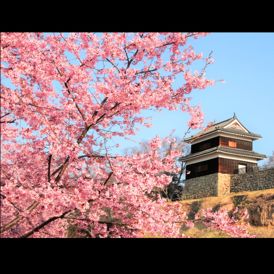 上田城桜