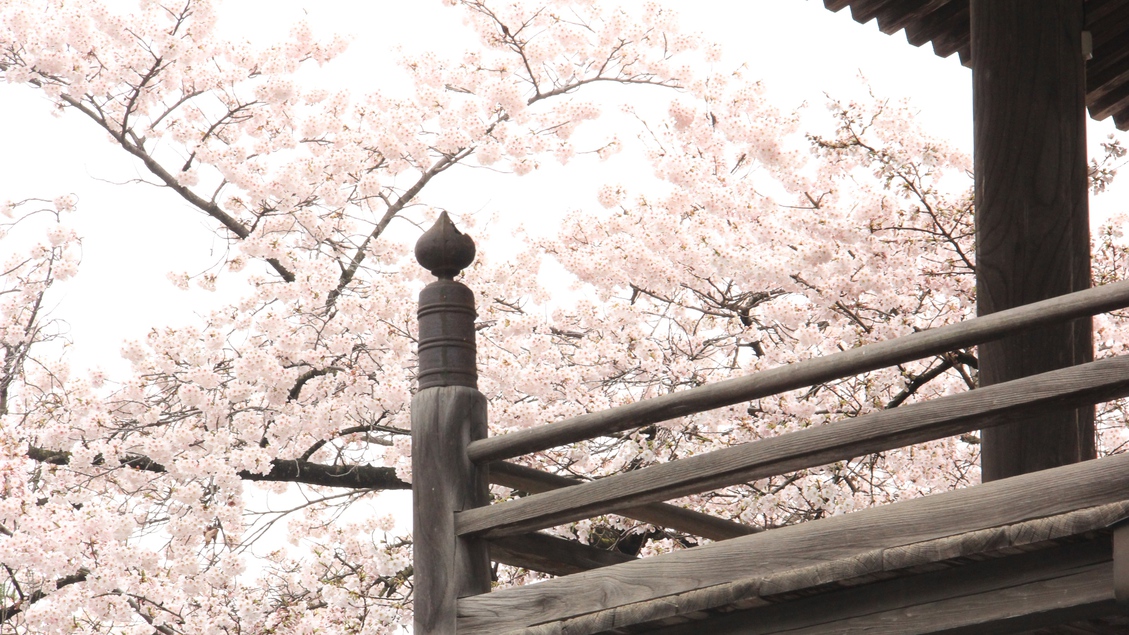 大雲寺の桜