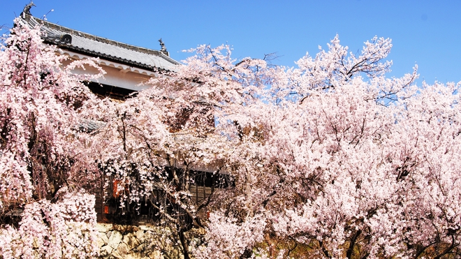 上田城桜