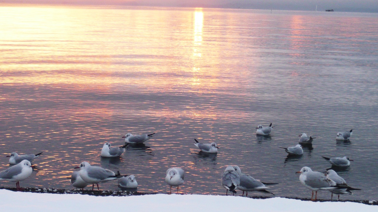*【湖畔の景色】渡り鳥のユリカモメ。12月〜4月頭の間だけ見える風景です