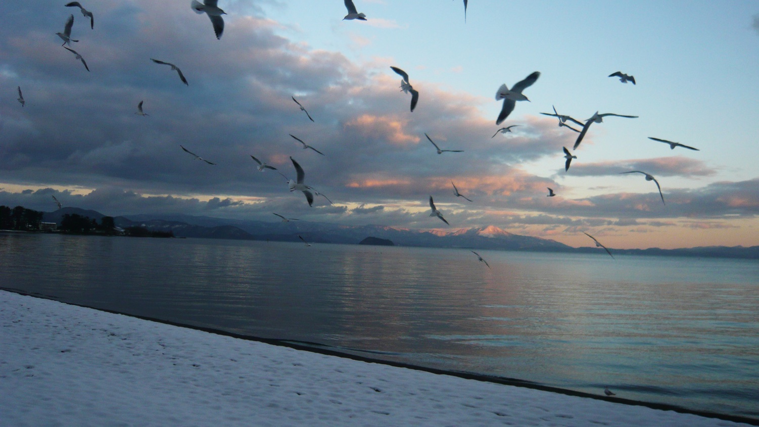 *【湖畔の風景】渡り鳥のユリカモメ。12月〜4月頭の間だけ見える風景です。