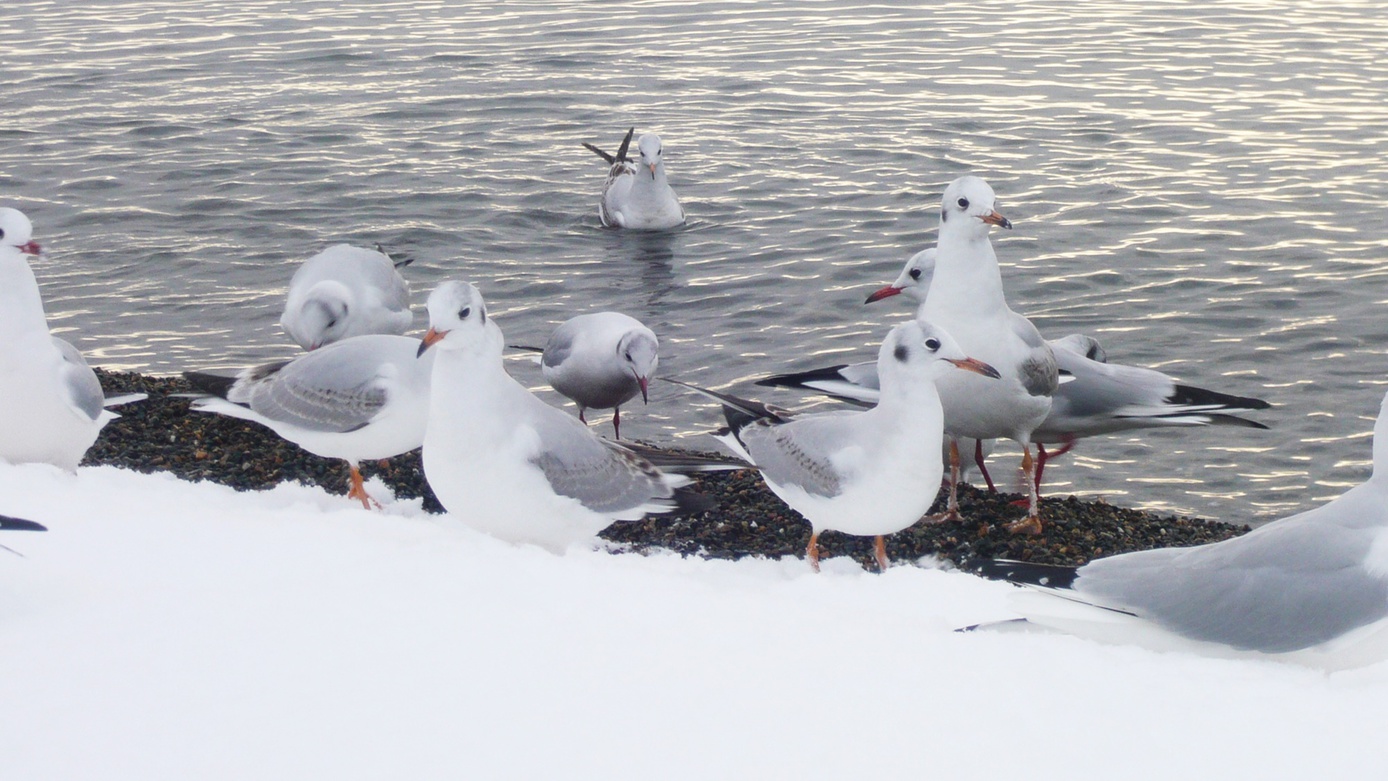 *【湖畔の景色】渡り鳥のユリカモメ。12月〜4月頭の間だけ見える風景です