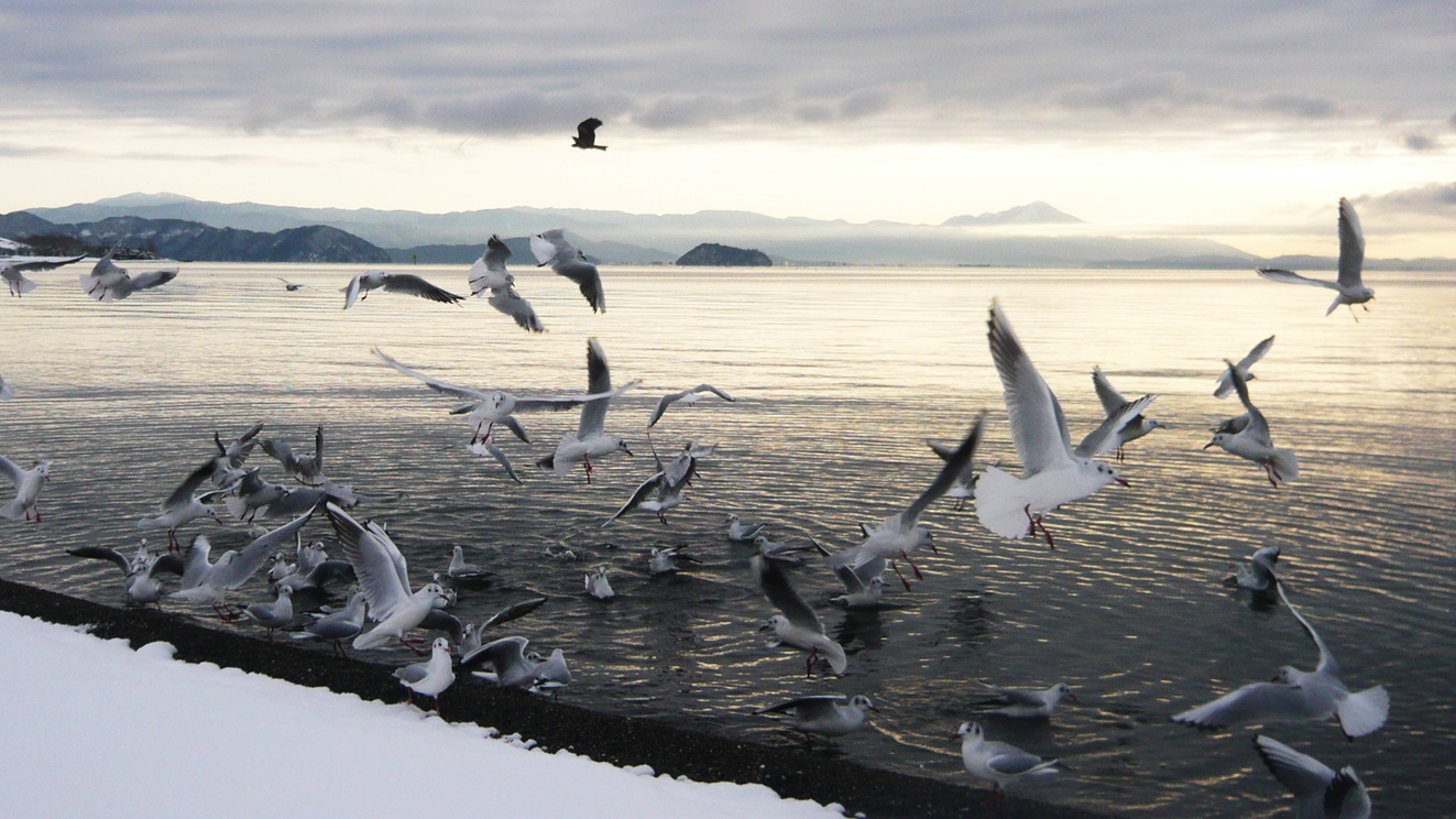 *【湖畔の風景】渡り鳥のユリカモメ。12月〜4月頭の間だけ見える風景です。