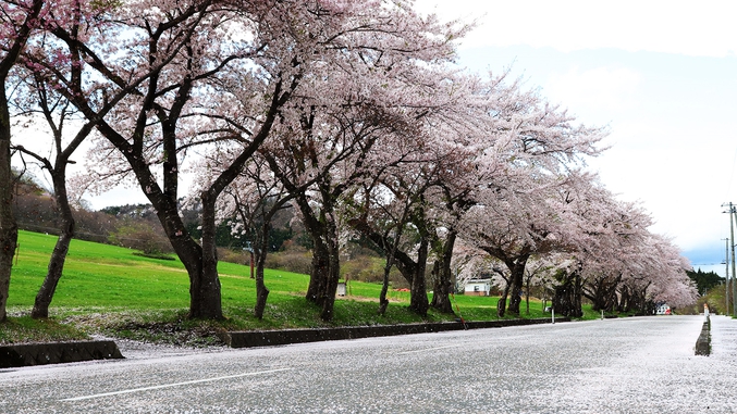 桜並木