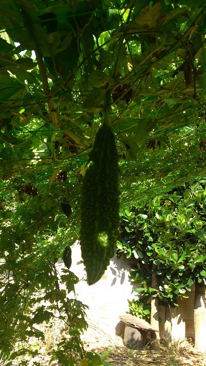 ゴーヤー畑
