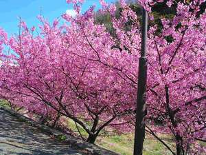 ２月中旬から始まる南の桜と菜の花祭り一足早く伊豆で春を満喫してください。