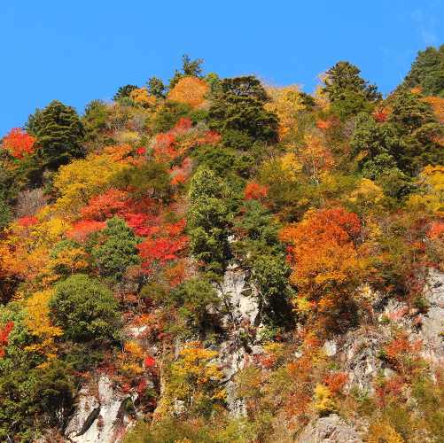 楽高瀬渓谷の紅葉（七倉付近）