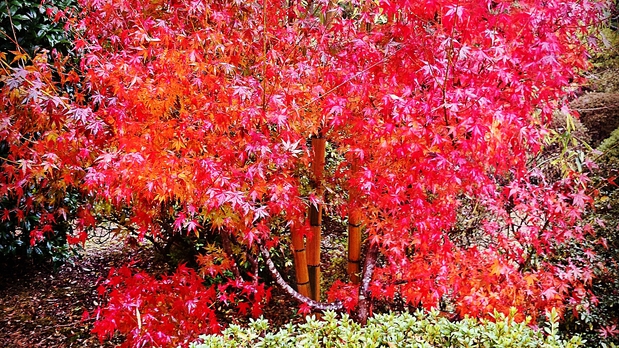 *【秋/庭】真っ赤に色づく紅葉‥例年見頃11月下旬から！ 