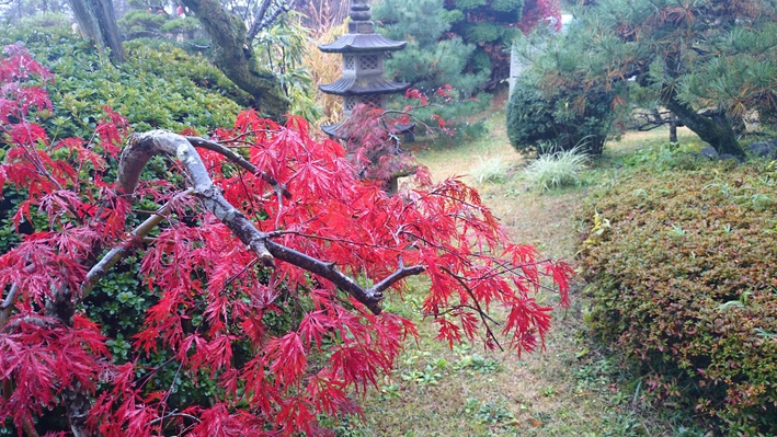 *【秋/庭】当館自慢の日本庭園。真っ赤に彩る紅葉をご鑑賞頂けます。見頃：11月下旬 