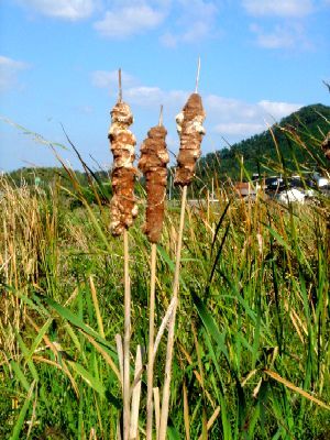 ガマの穂が揺れます