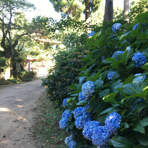 あじさい寺（日本寺）