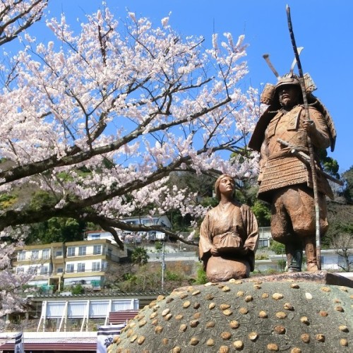 湯河原駅前の桜