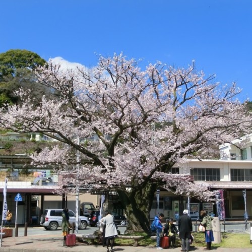 湯河原駅前の桜