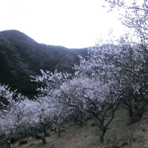 湯河原梅林