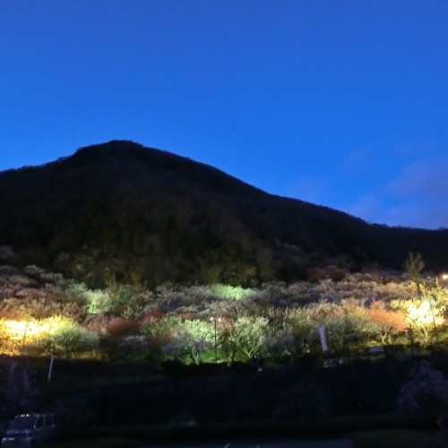 湯河原梅林