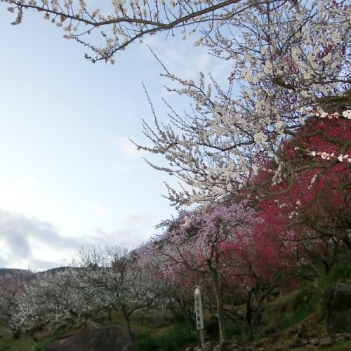 湯河原梅林