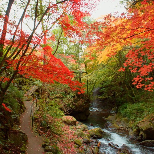 万葉公園紅葉