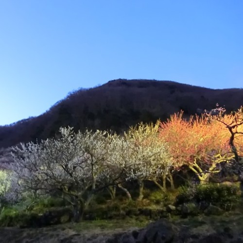 湯河原梅林