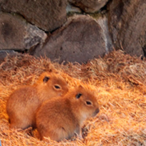 伊豆シャボテン公園の”;カピバラ”;の赤ちゃん