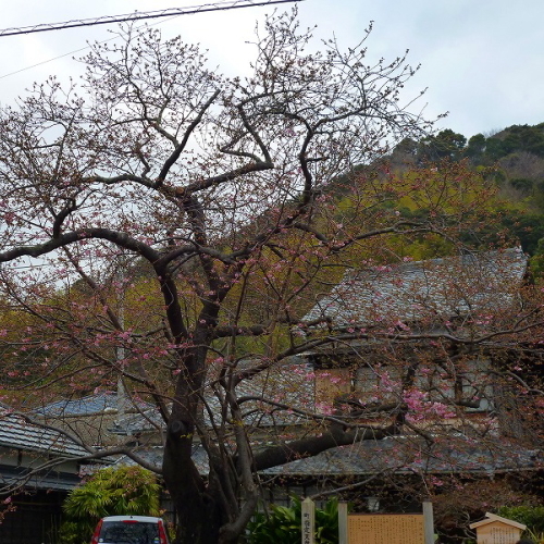 2012/02/24現在の河津桜（原木）今は２分咲きといったところでしょうか…;