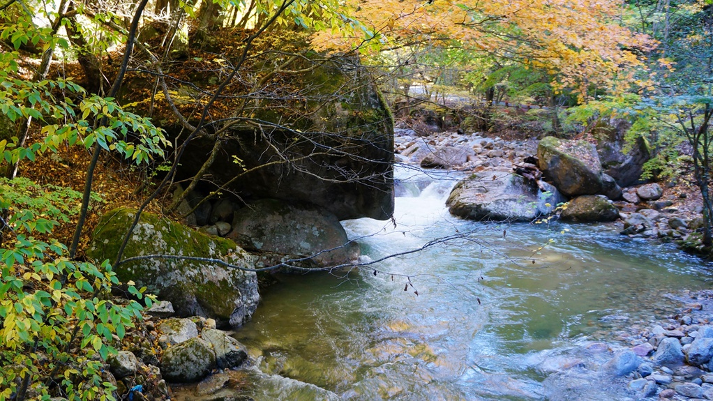 ＊紅葉/例年見頃10月下旬本谷川と彩り鮮やかな紅葉はカメラマンに人気です。