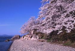 海津大崎の桜