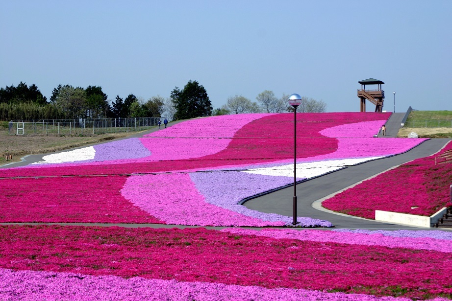 芝ざくら公園（市貝町）