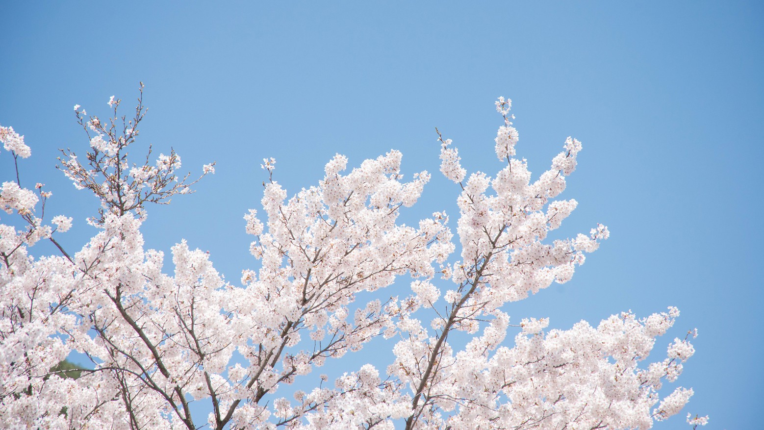 *桜/青空と桜のコントラストは、ただただ美しい、の一言
