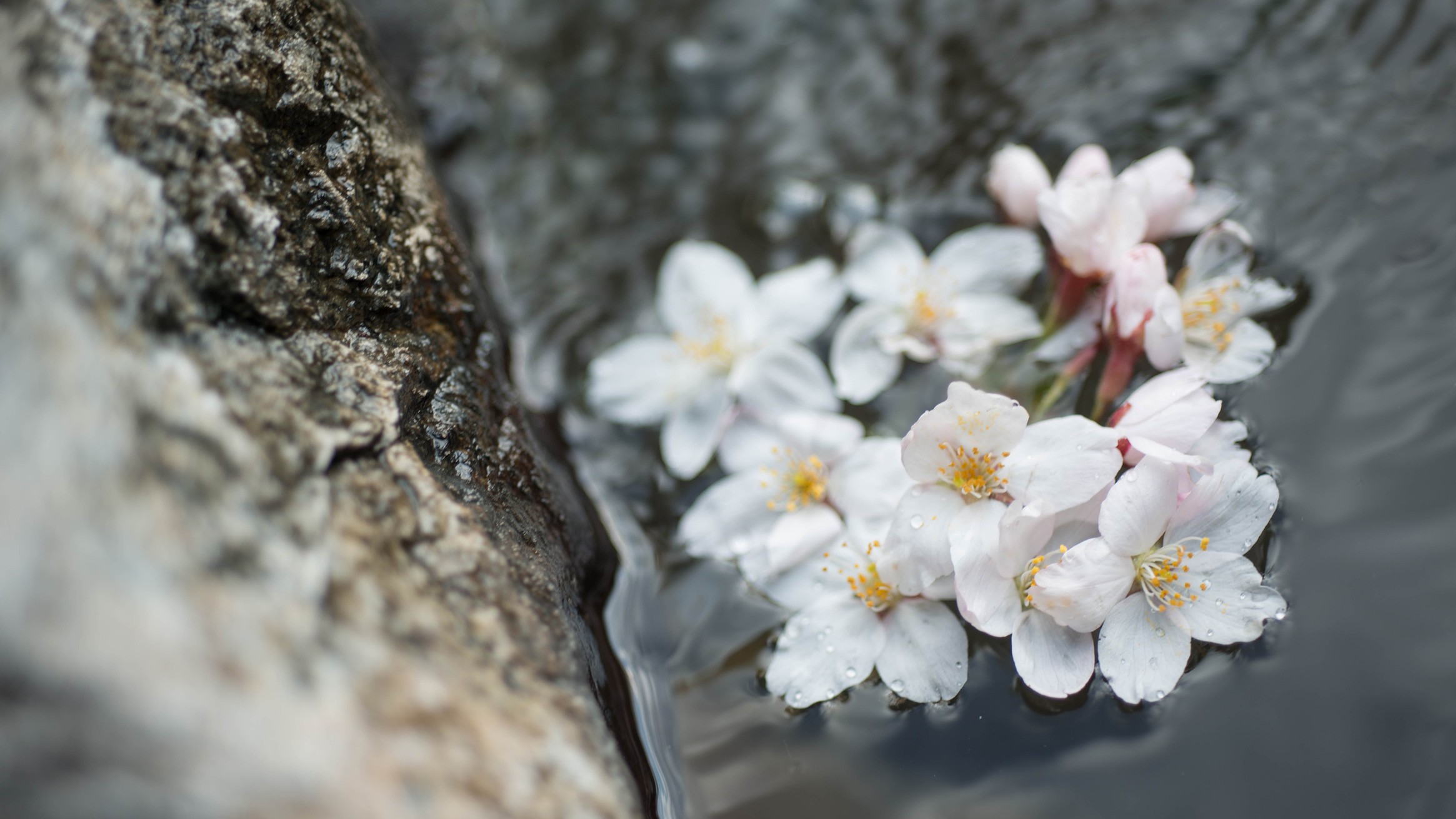 *露天風呂/春は花見露天がとても美しいです。はらはら舞う花弁を見ながら温泉を愉しんで